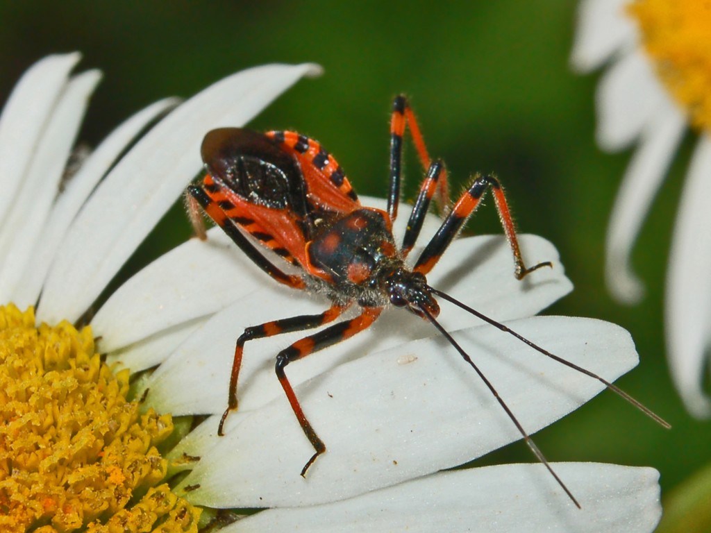 Rhynocoris sp.